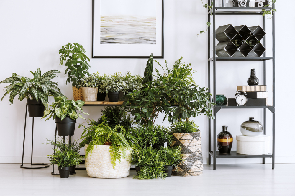 Bring the Outside In: A Quick Guide to Buying Indoor Plants in Tokyo