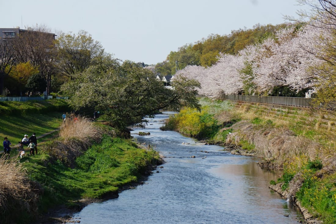 Nogawa Setagaya cherry blossoms Tokyo Weekender