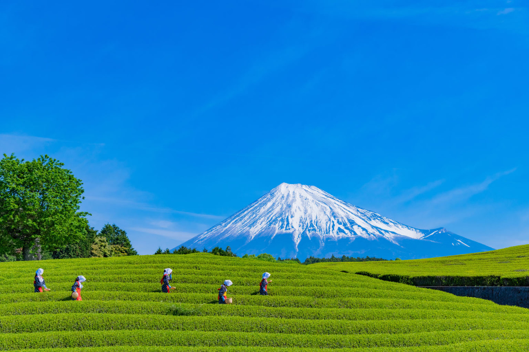 3 of The Most Important Green TeaGrowing Regions in Japan Tokyo