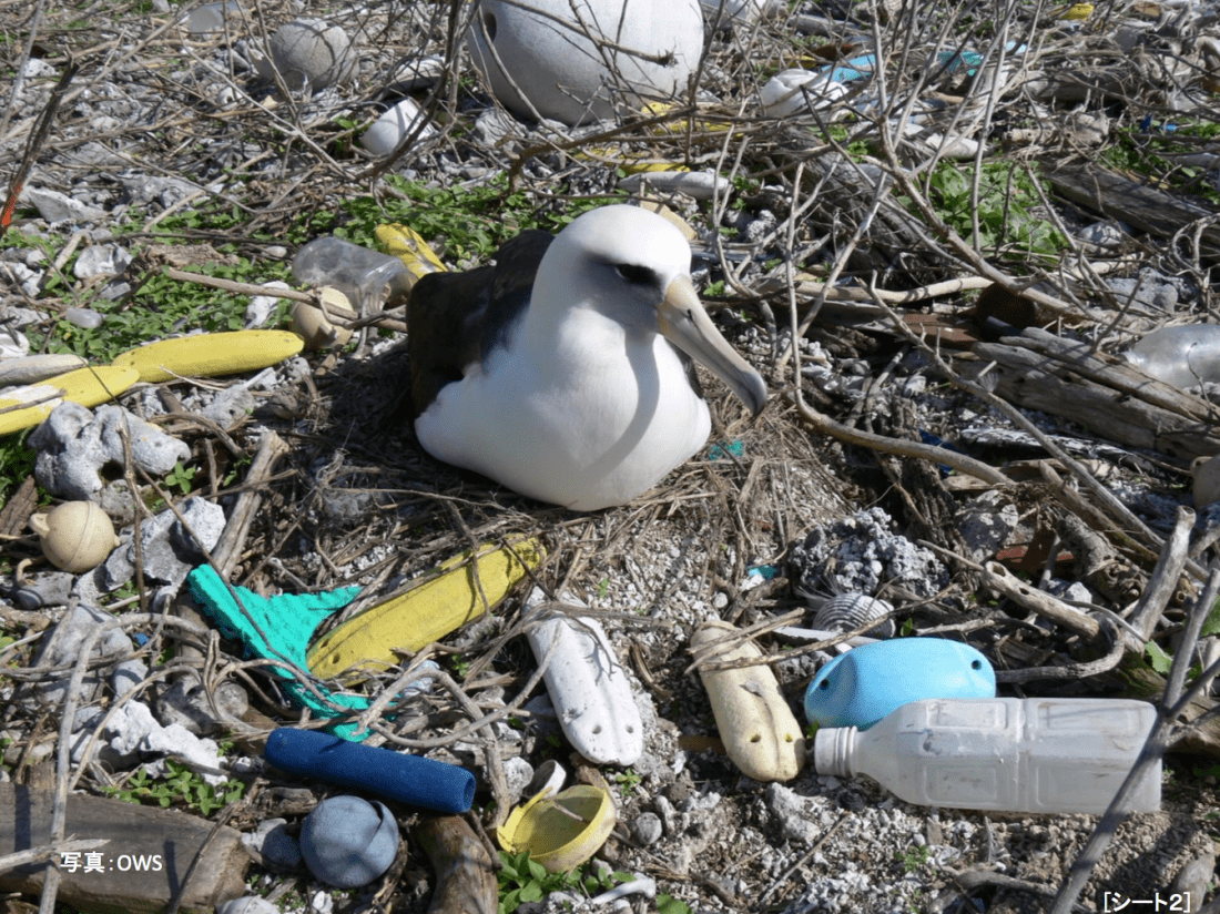 World Wildlife Fund WWF Plastic Sea Pollution Ocean Environment Recycling Tokyo Weekender