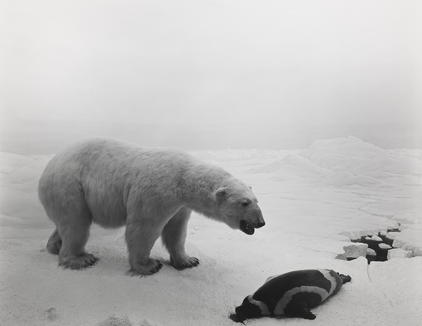 Hiroshi Sugimoto Polar Bear Mori Art Museum STARS exhibition