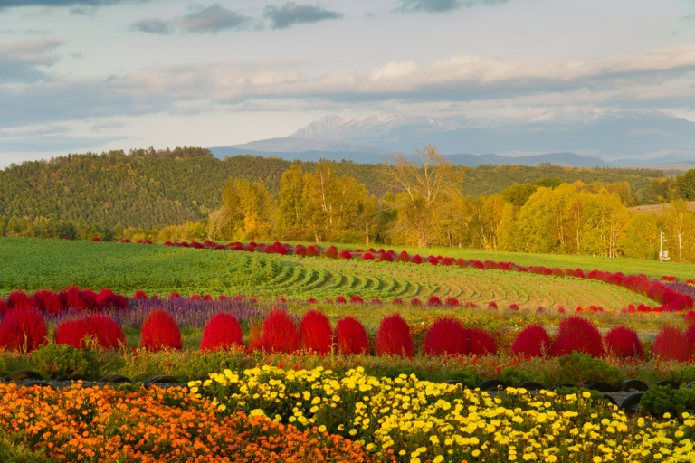 Purple Waves of Furano Traveler's Guide to Hokkaido's Lavender Fields