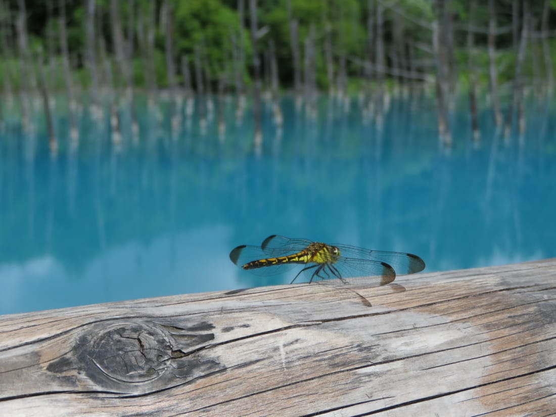 Furano Biei Hokkaido pond dragonfly