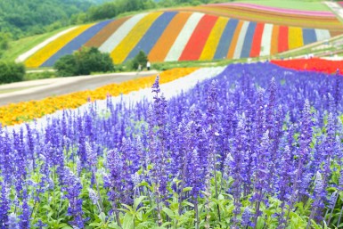 Furano Hokkaido lavender fields