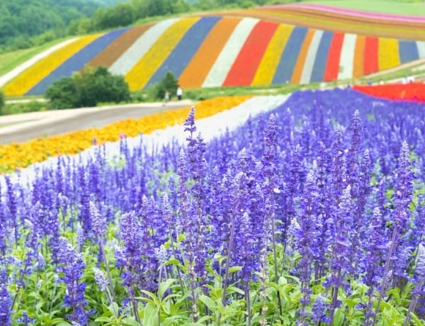 Furano Hokkaido lavender fields
