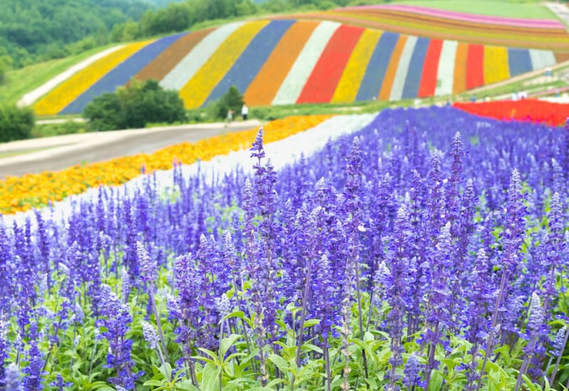 Purple Waves of Furano: Traveler’s Guide to Hokkaido’s Lavender Fields