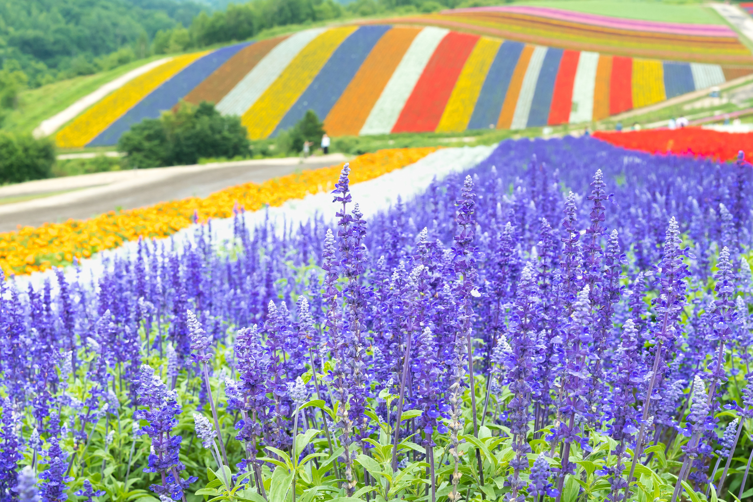 Purple Waves of Furano: Traveler&#39;s Guide to Hokkaido&#39;s Lavender Fields |  Tokyo Weekender