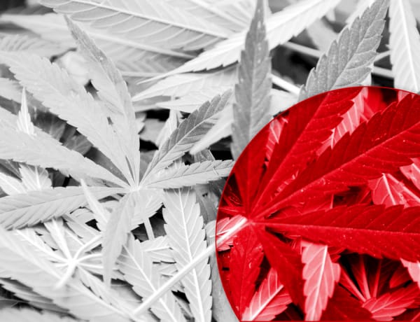 Marijuana laws japan