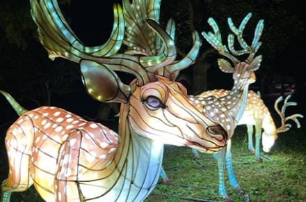 Tobu Zoo Winter Illumination 2022
