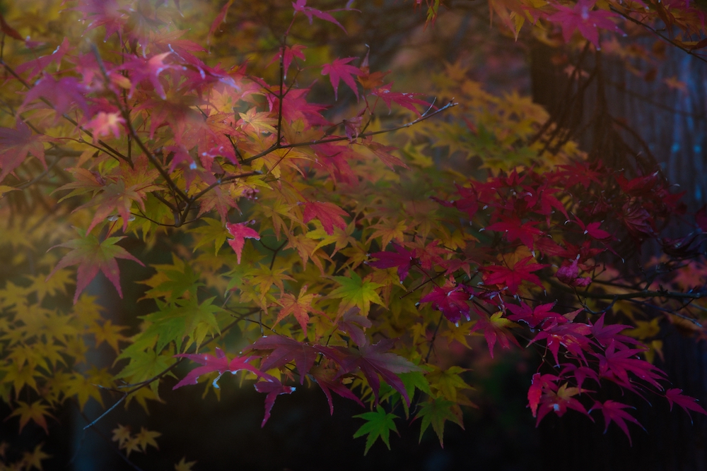 Chizu_autumn leaves