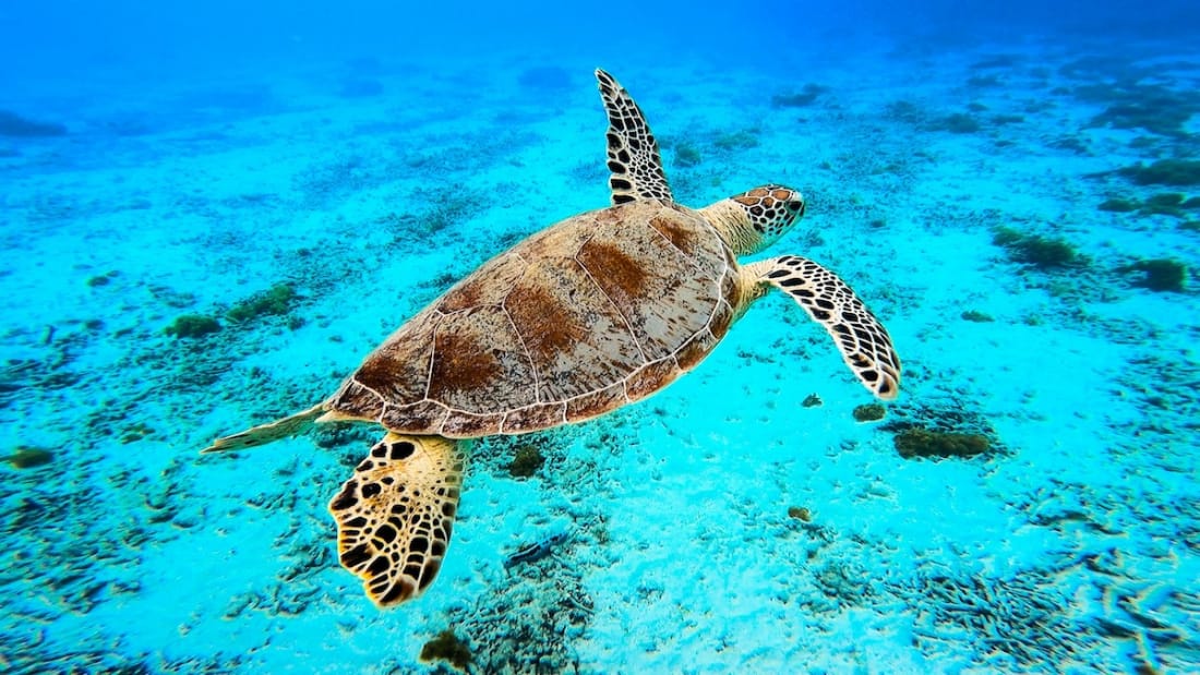 Okinawa turtle