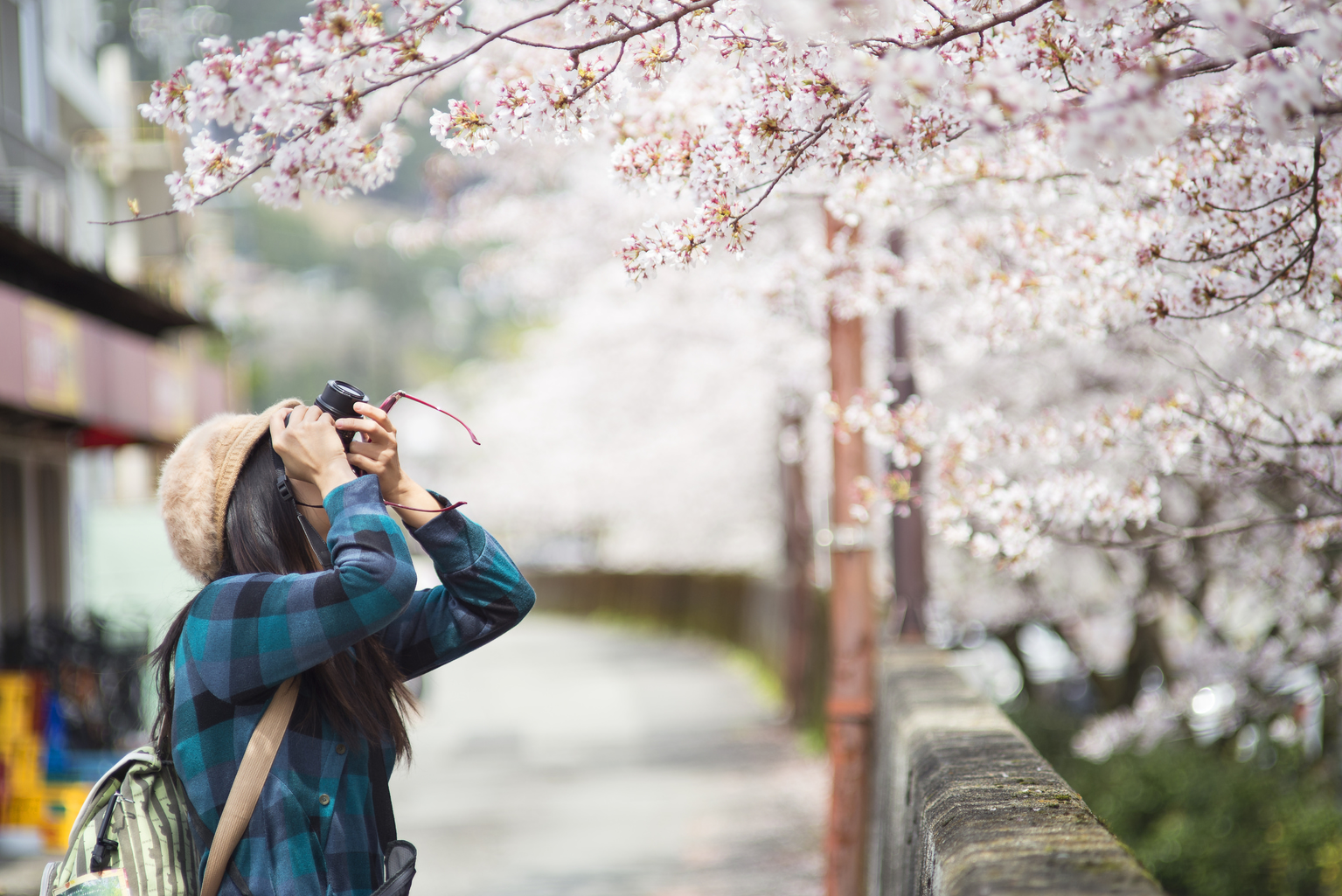 Japan’s 2022 Cherry Blossom Forecast Released