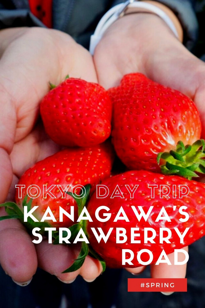 Strawberry Road Tokyo Weekender Kanagawa Day Trip Ebina Fruit Picking