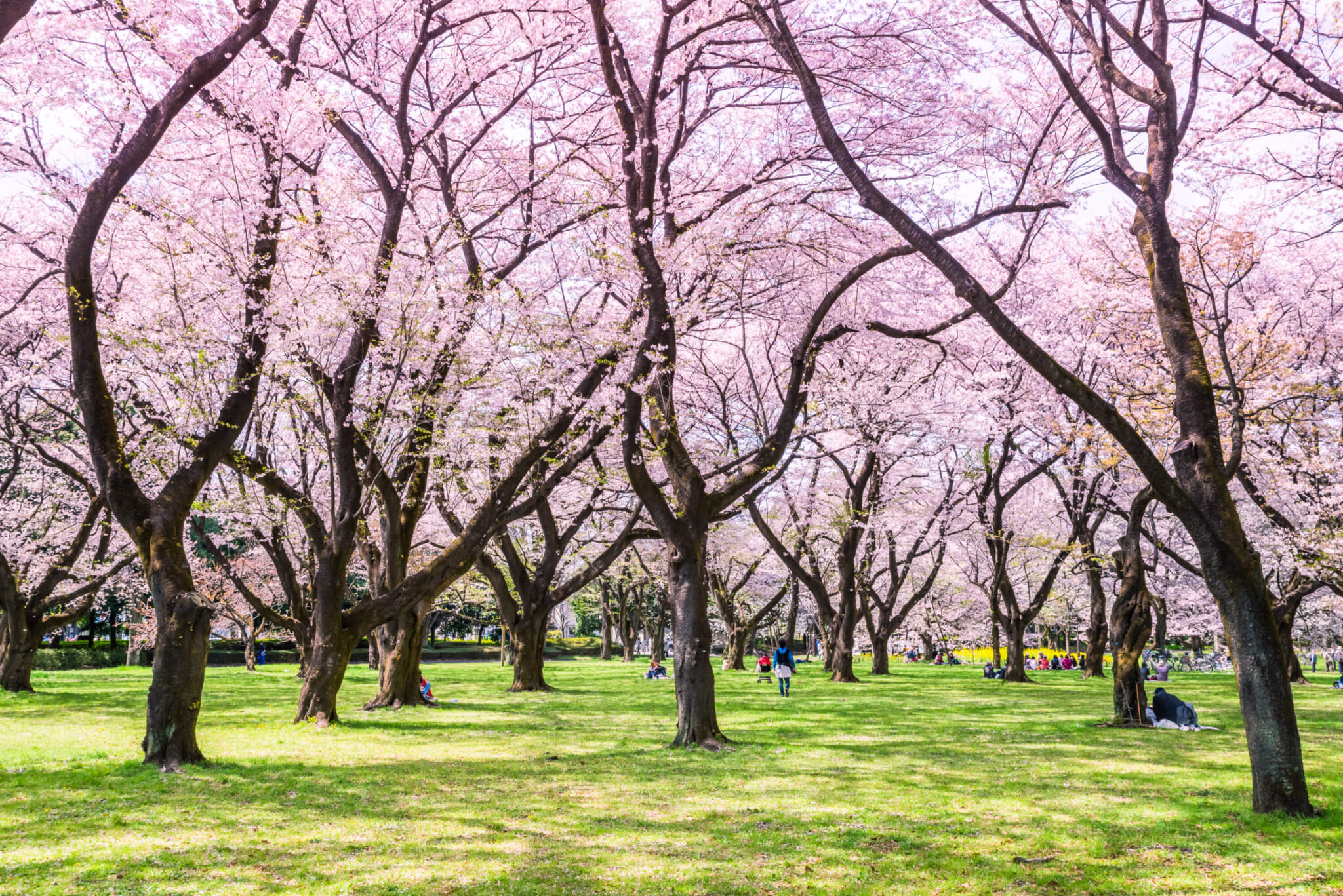 best sakura spots tokyo