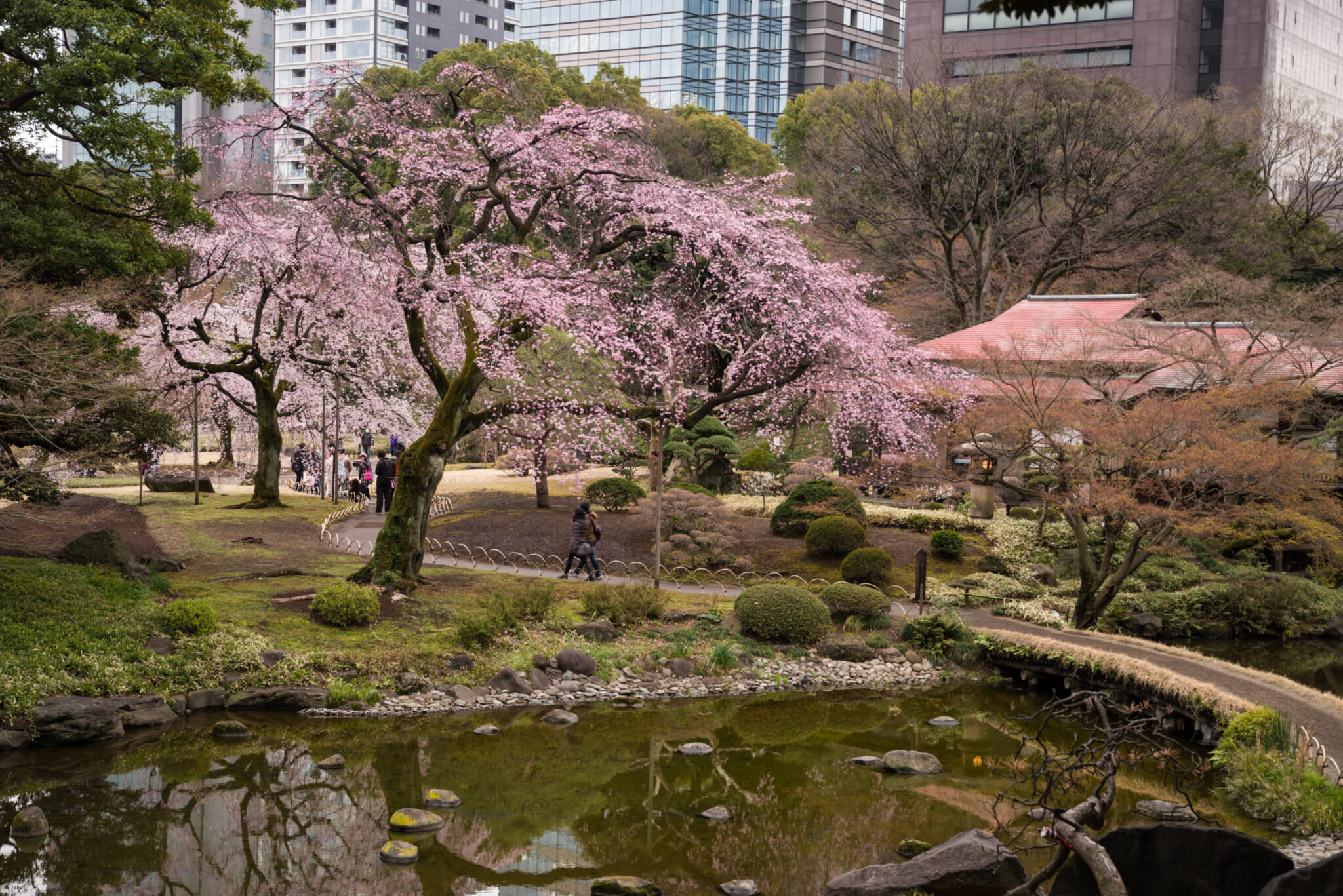 Cherry blossoms Tokyo