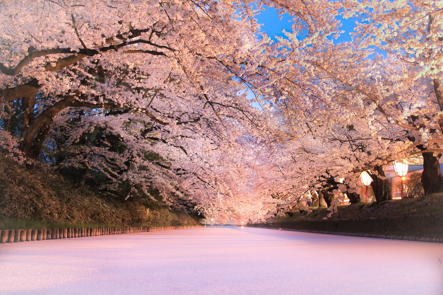 3 Places to See Blooming Sakura in Tohoku