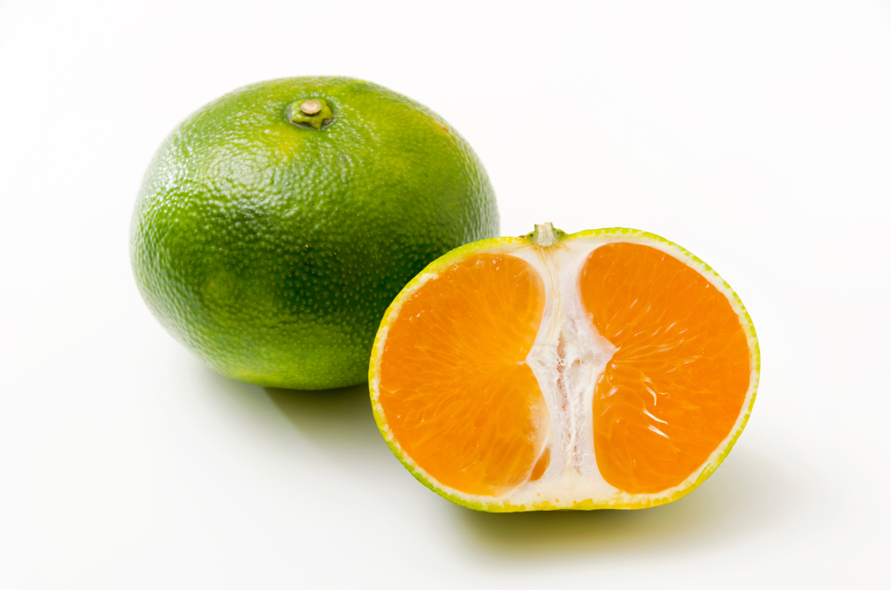 Shutterstock 1206852835