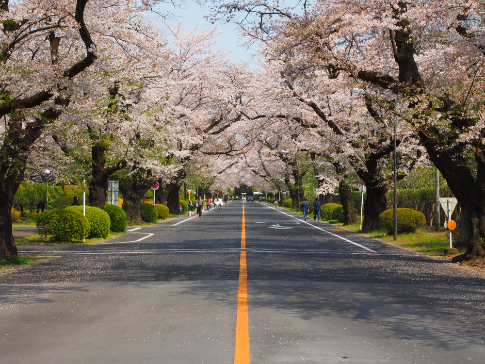 cherry blossoms ICU