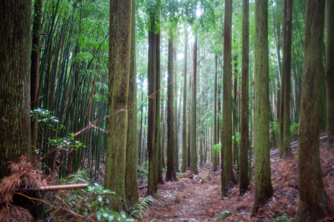 Forest in Shikoku Japan