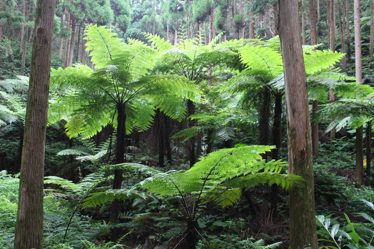 mageshima ferns