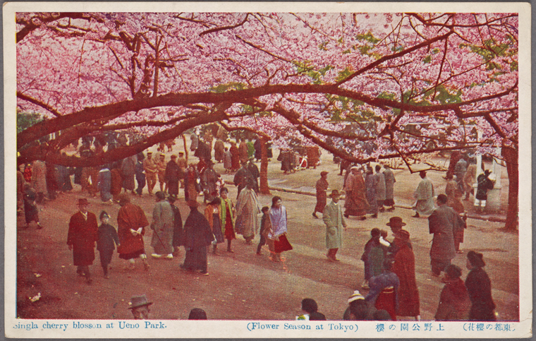 old photo cherry blossoms in ueno