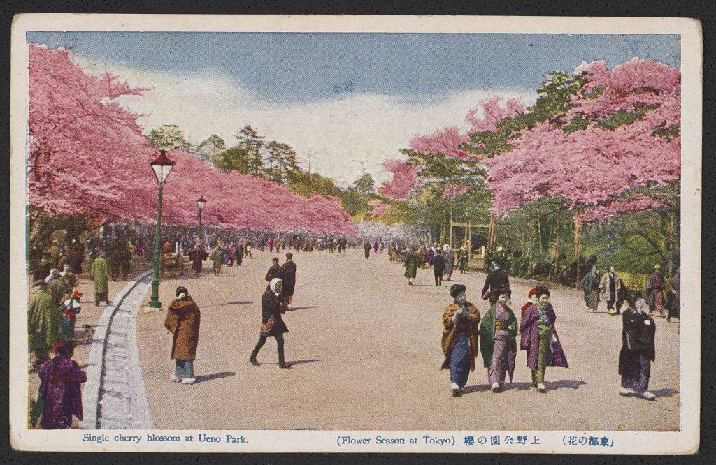 ueno park sakura