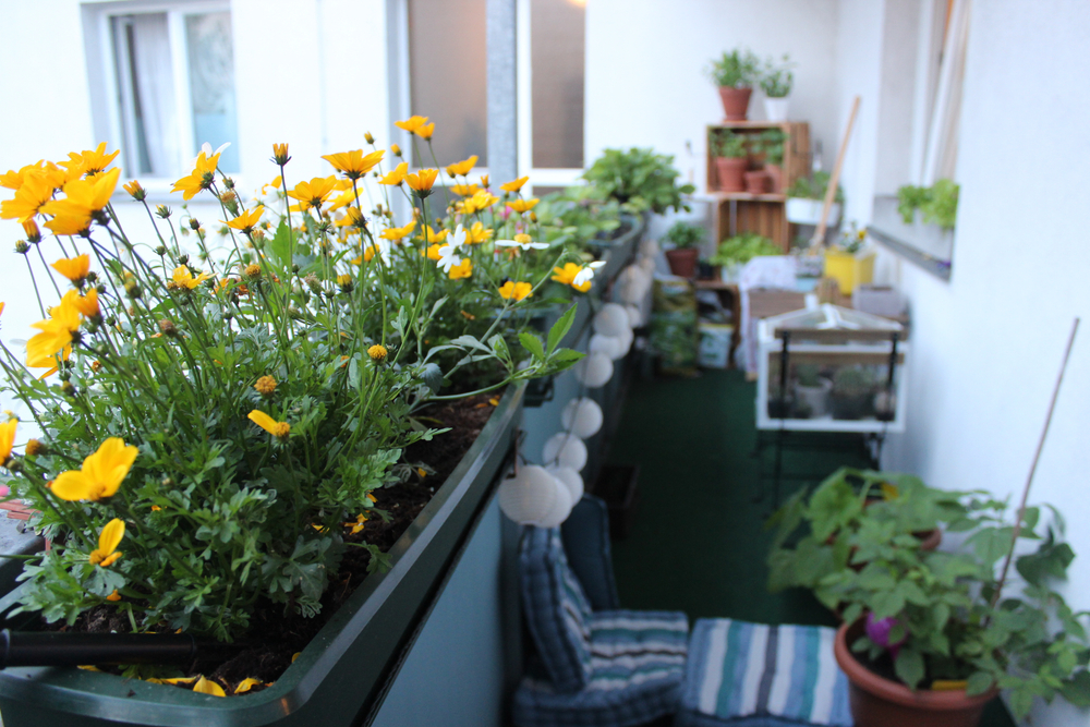 A Practical Guide to Apartment Gardening in Tokyo