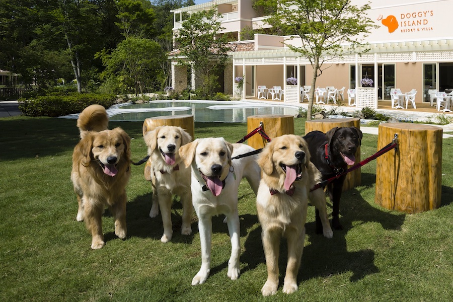 The Best Places in Tokyo to Take Your Dog