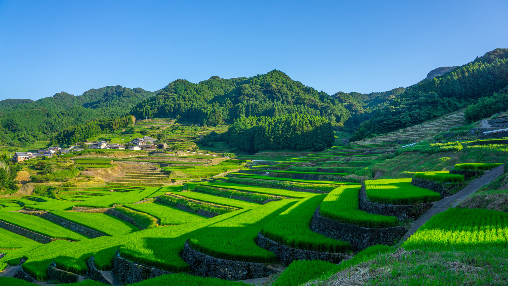 Japanese rice field