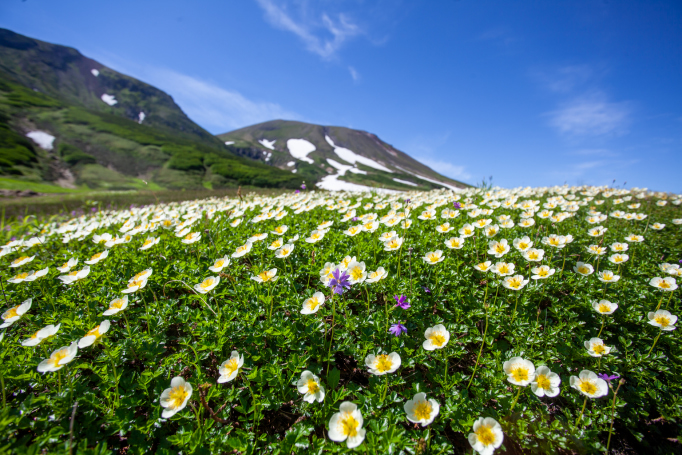 susoaidaira alpine flowers Easy Day Hikes in Daisetsuzan National Park in Hokkaido