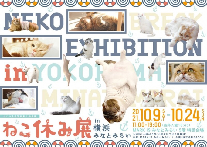 Cat exhibition (1)
