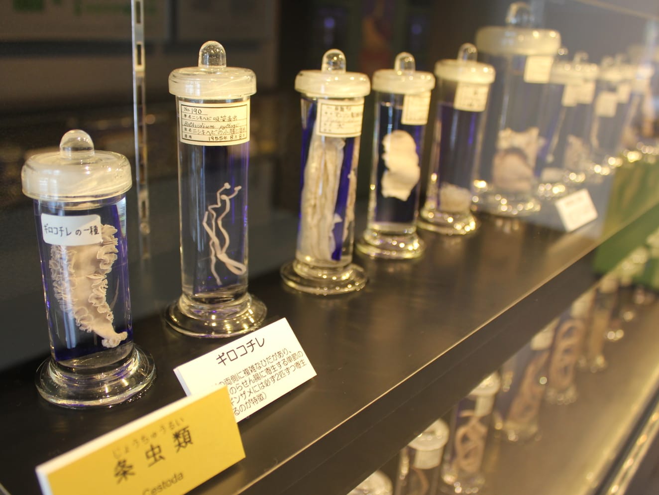5 Unusual, Surprising or Downright Weird Museums in Tokyo
