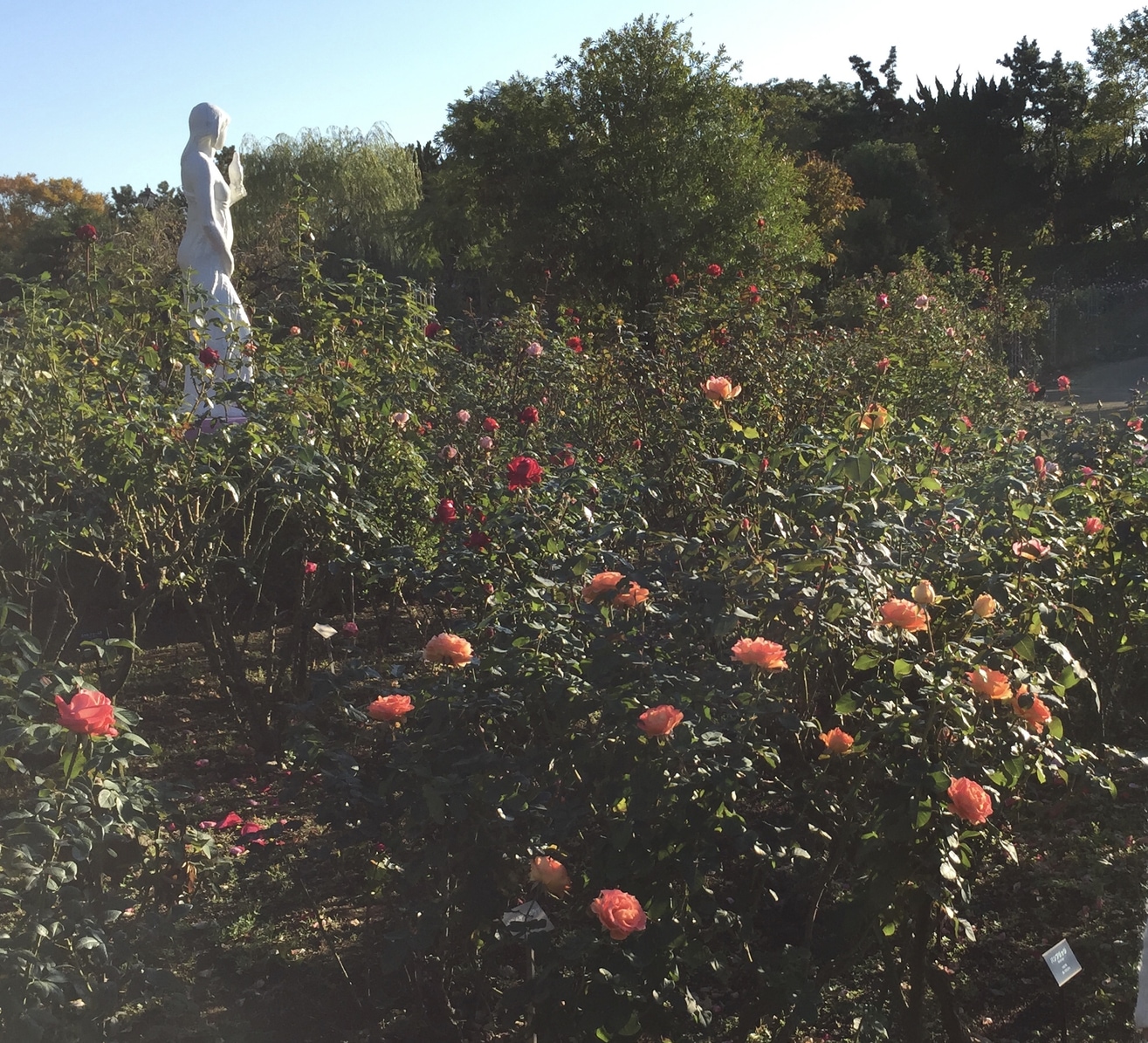 rose garden chiba