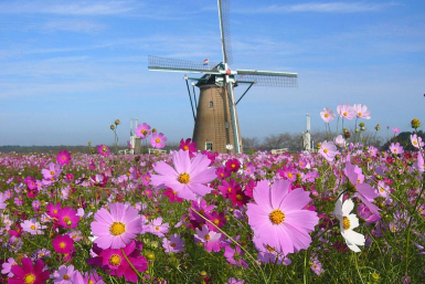 chiba cosmos flowers windmill
