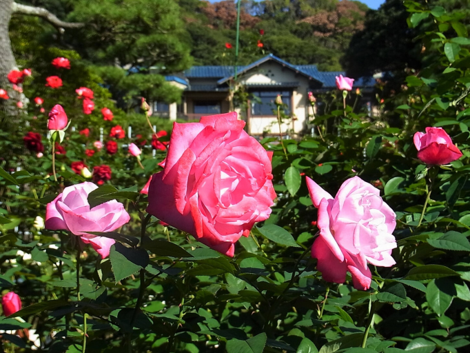 roses kamakura museum of literature
