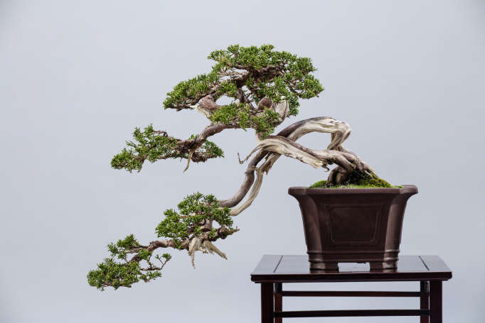 bonsai artisan