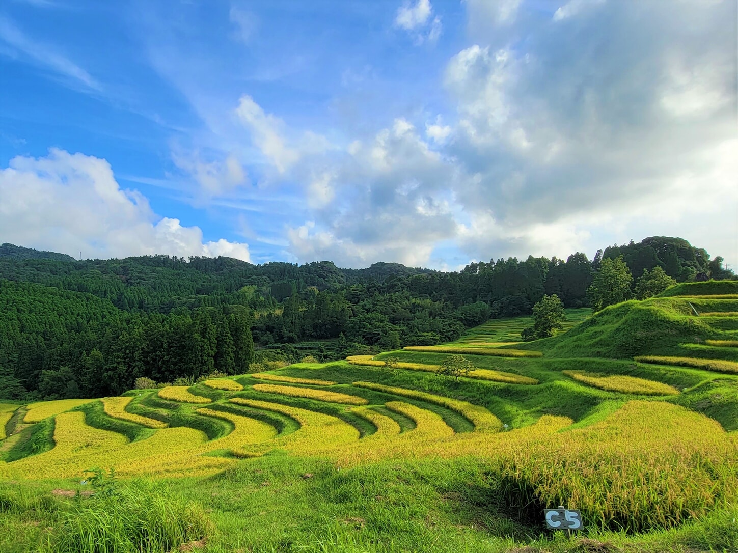 chiba rice field terraces