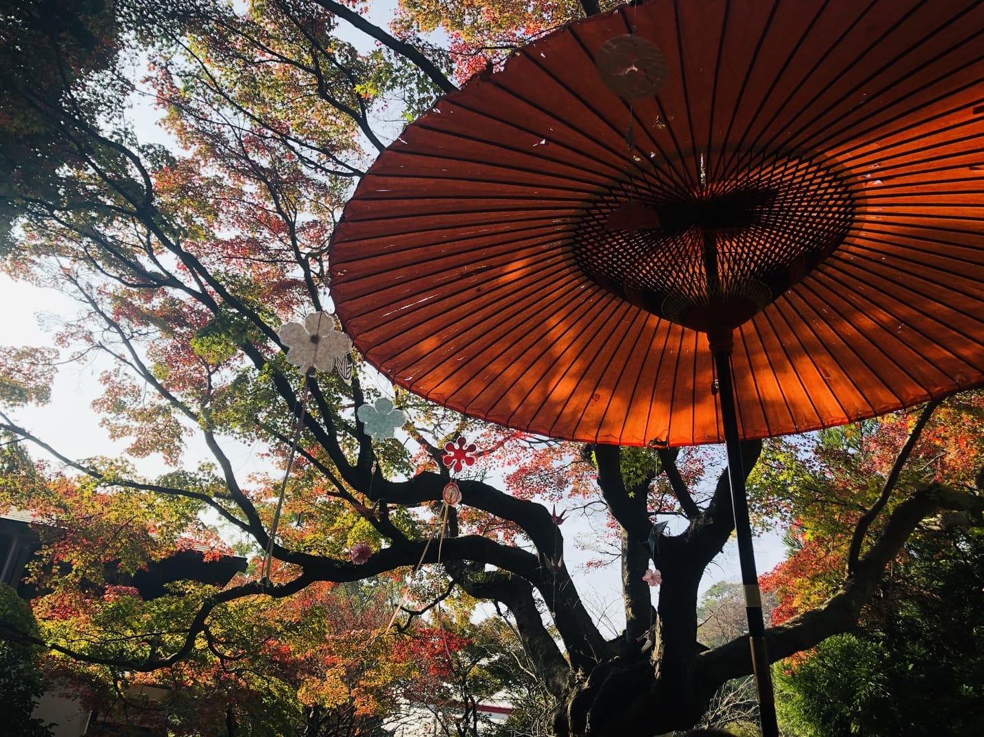 What’s New In And Around Kamakura This Month: November 2021