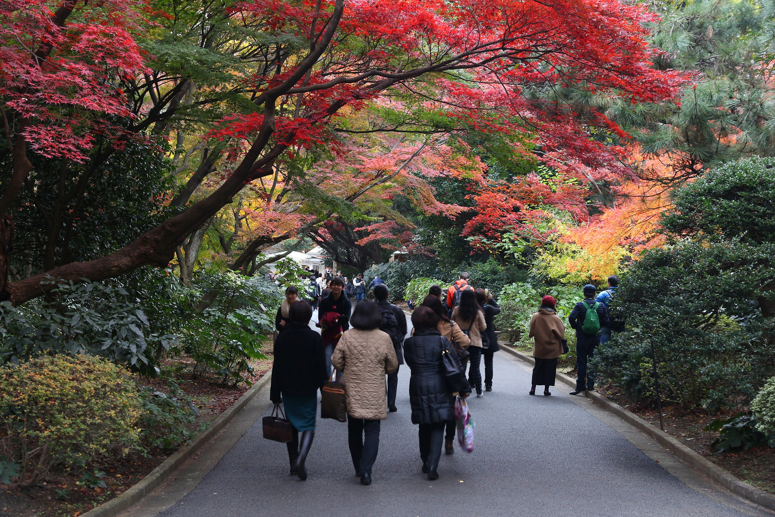 Why November is the Best Time to Visit Tokyo • The Petite Wanderess