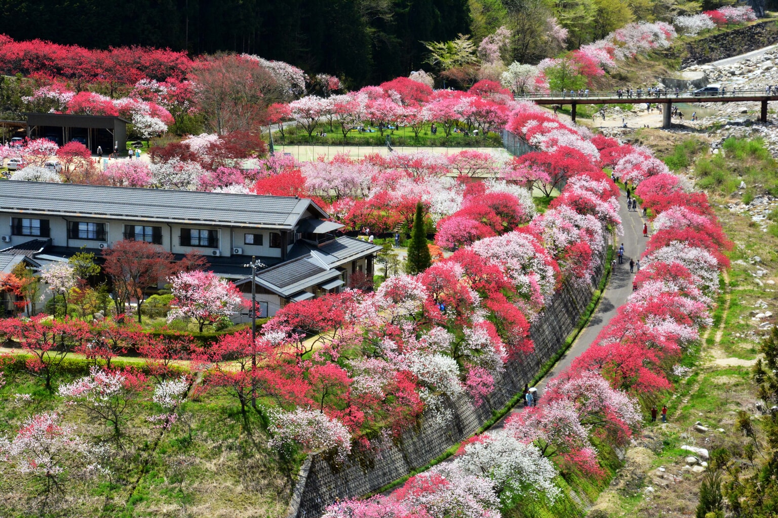 Where to See Peach and Apricot Blossoms in Nagano
