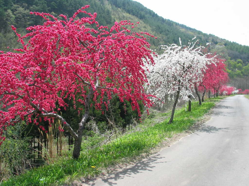 Ueda peach blossoms Nagano