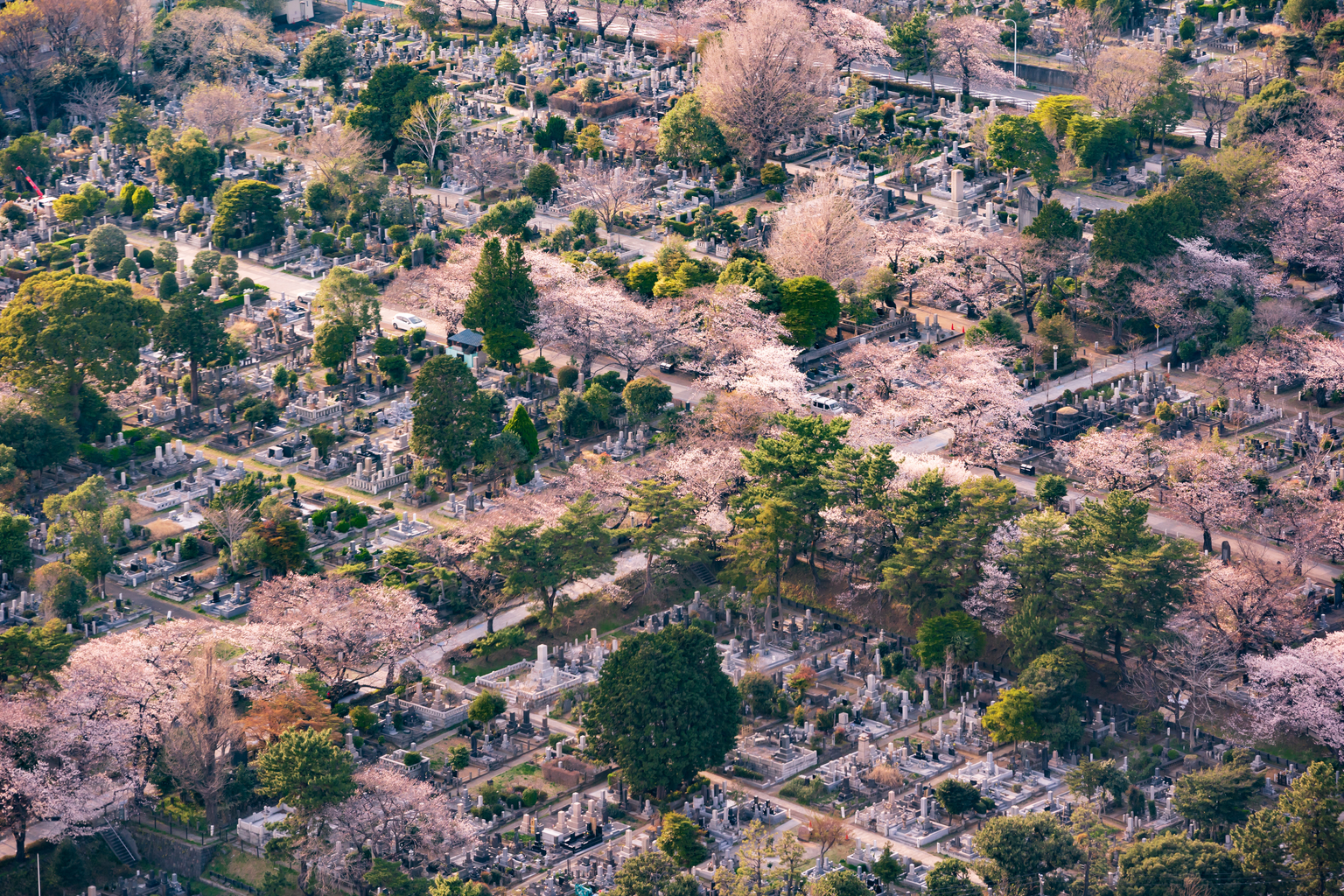Aoyama Cemetery: Historical Figures and Splendid Sakura Trees