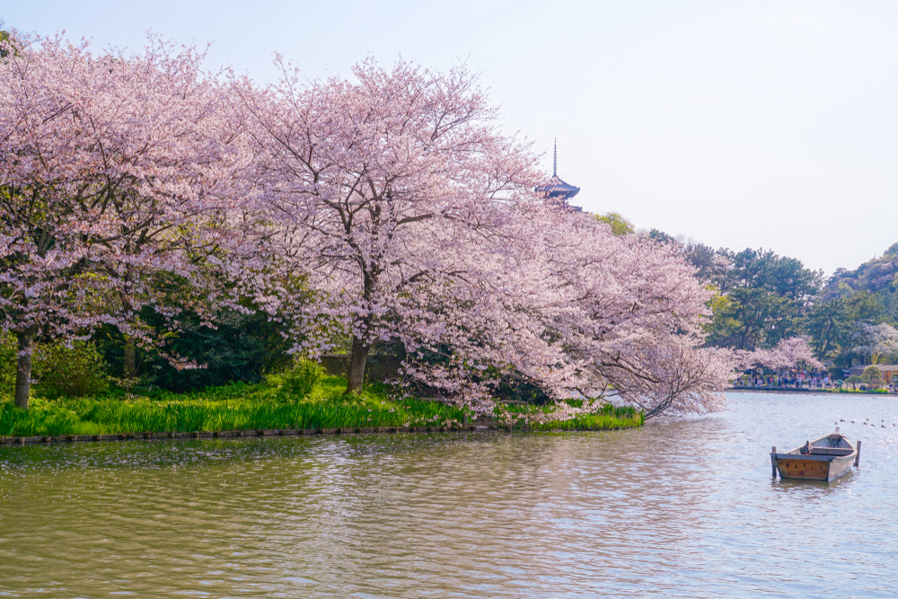 yokohama cherry blossom