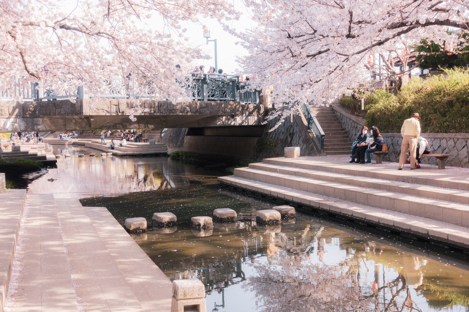 cherry blossoms saitama