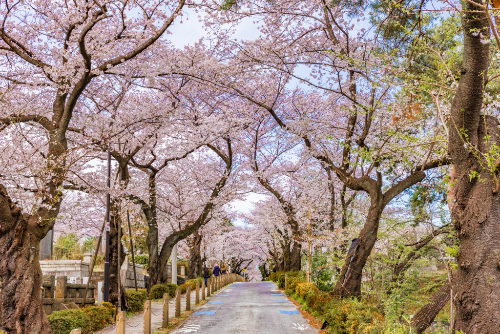 Aoyama cemetery alternative cherry blossom viewing spots