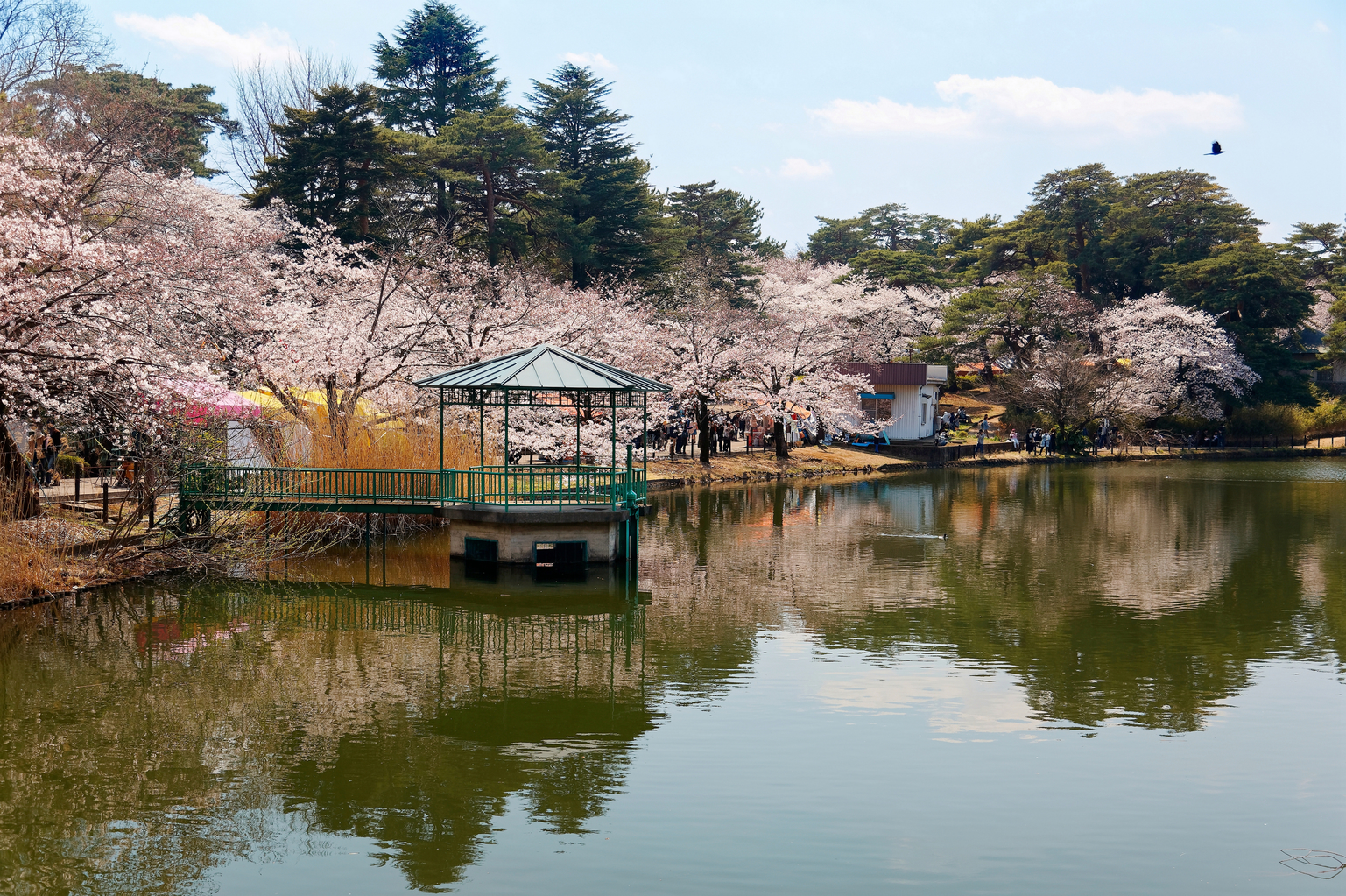 saitama cherry blossom