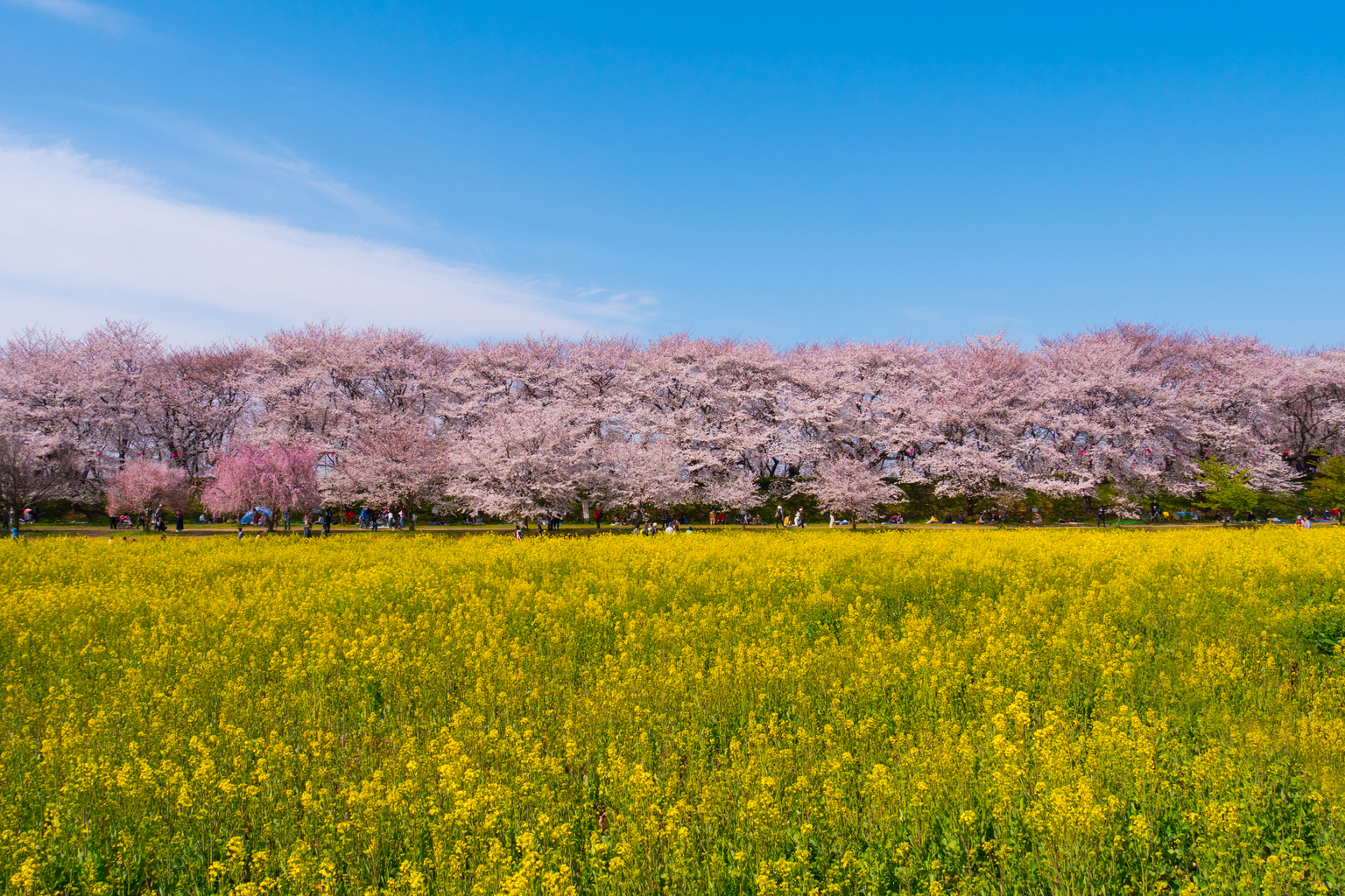 cherry blossoms saitama