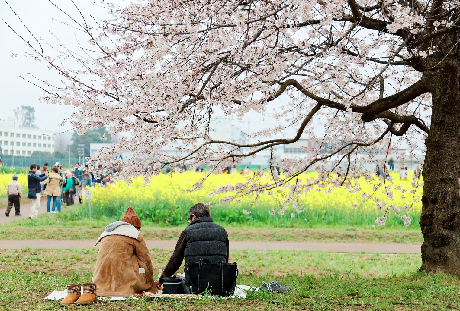 cherry blossoms saitama