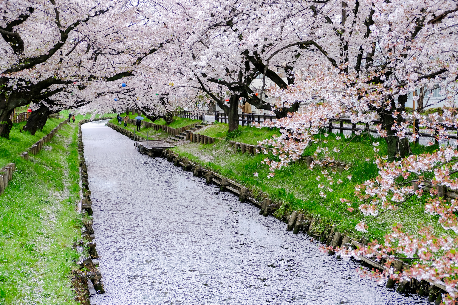 saitama cherry blossom