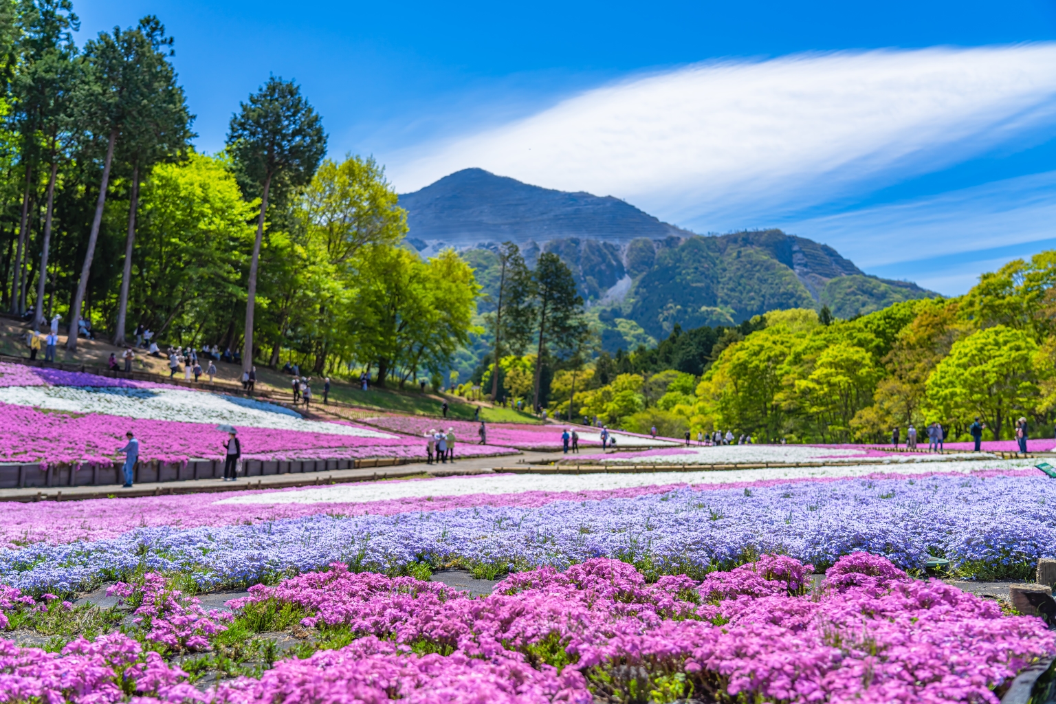 List of 7: Recommended Japanese Flower Parks This Spring